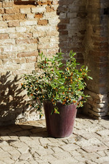 Fototapeta na wymiar Vase plant under the sun