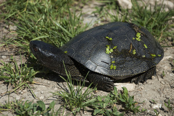 The young terrapin frightened seeking water