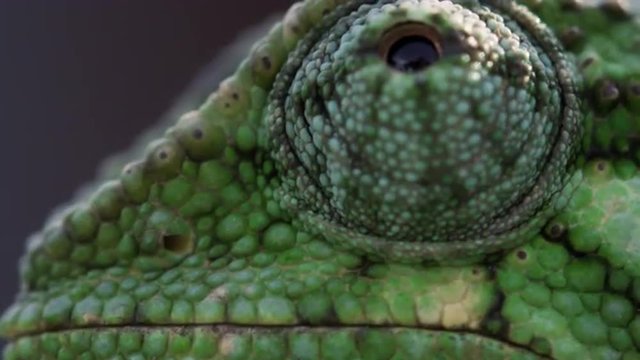 Extreme close up of chameleon profile