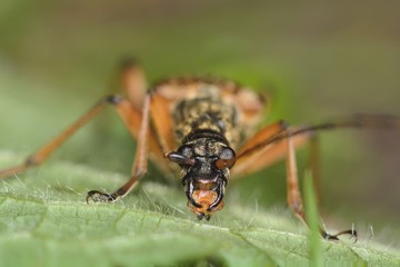 Stenocorus meridianus longhorn beetle. Focus stack of a large longhorn beetle (family Cerambycidae) on brambles, with broken antennae
