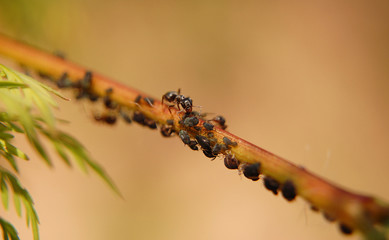 Муравей держит в лапах тлю