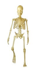 Human Skeleton / Human Skeleton on white background.