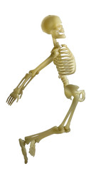 Human Skeleton / Human Skeleton on white background.