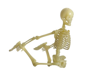 Human Skeleton / Human Skeleton on white background.