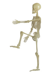 Human Skeleton / Human Skeleton on white background.