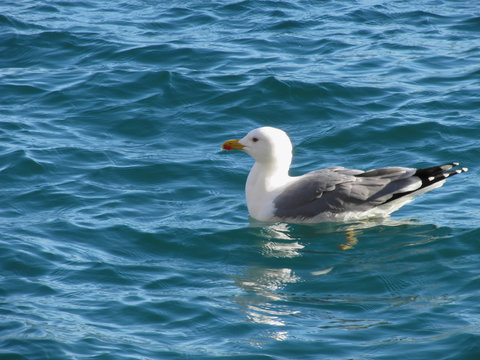 One seagull floating on the sea surface
