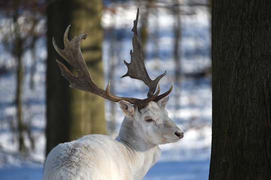 Wei&szlig;er Damhirsch
