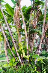 Banana tree in the botanical garden of El Huerto-del Cura in Elche in Alicante in Spain.