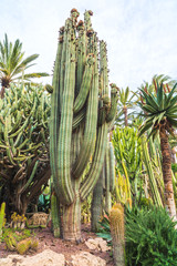 Cactus in the Botanical Gardens of El Huerto del Cura in Elche near Alicante in Spain.