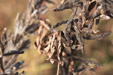 Spider opiliones in autumn leaves