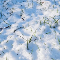 Grass peeking out through the first snow fall of winter