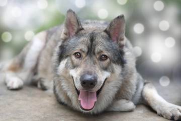 Portrait of wolf / Portrait of wolf, digital retouch.