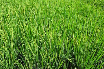 Ripening hybrid rice paddy plants, which do not require irrigation by flooding