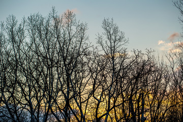 B&auml;ume in Rheinhessen bei Mainz im Winter
