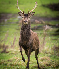 Naklejka premium Alert red deer stag with front leg raised