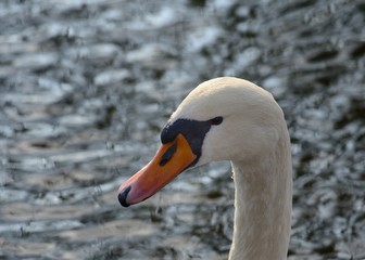 Schwan_4