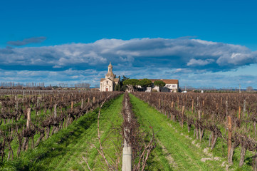 Fototapeta na wymiar Vignes en Camargue l'hiver