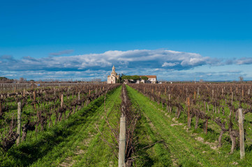 Fototapeta premium Vignes en Camargue l'hiver
