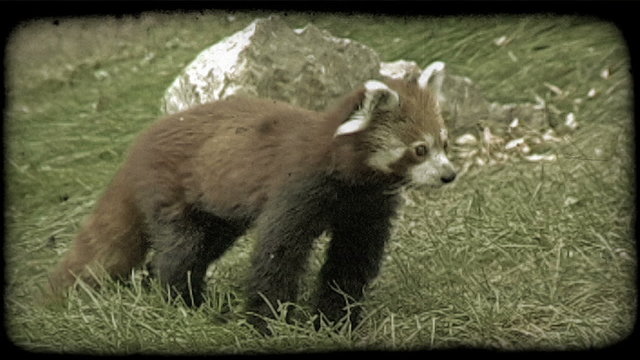 Red racoon walks on grass. Vintage stylized video clip.