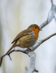 robin bird resting on a tree branch