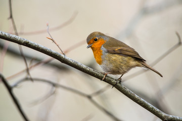 cute little robin bird looking over