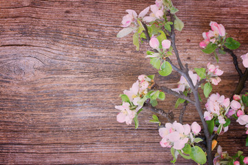 Fototapeta na wymiar twigs with apple flowers