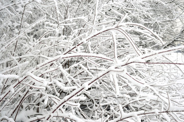 Fototapeta premium Winter landscape with snow covered trees.