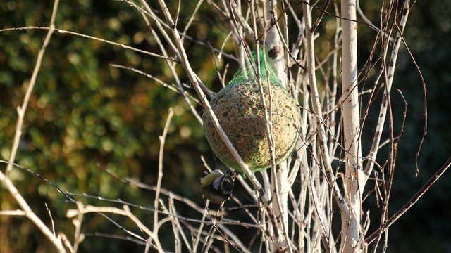 m&eacute;sange sur une boule de graine