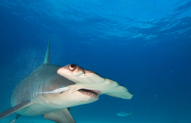 Naklejka premium Great hammerhead shark