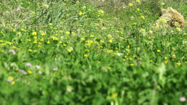 Royalty Free Stock Video Footage panorama of a meadow and trees shot in Israel at 4k with Red.