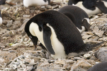 Fototapeta premium Adelie Penguin feeding chick on nest