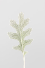 Dusty miller leaf close up on light background