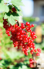 Red currant berries.