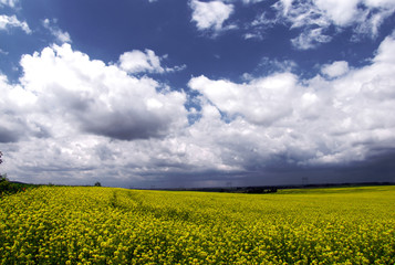 Obraz premium Rapeseed field picturesque landscape.