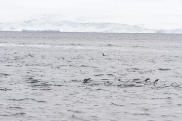 Adelie penguins swimming in open waters