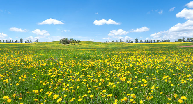 Bl&uuml;hender L&ouml;wenzahn auf einer gro&szlig;en Wiese