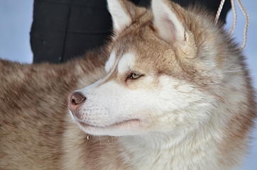 Obraz premium Лайка.