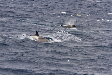 Orca with calf in Antarctica