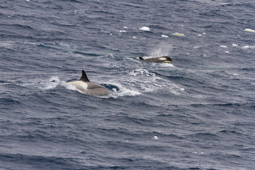 Naklejka premium Orca with calf in Antarctica