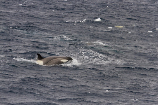 Orca breaching in Antarctica