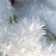 Grashalm hinter Eiskristallen