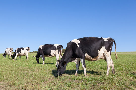 Four black and white holsteain dairy cows grazing on the skyline in a green grassy pasture against a blue sky