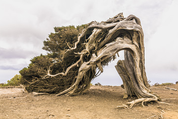 Old juniper tree El Sabinar of El Hierro island - Canary islands - Spain