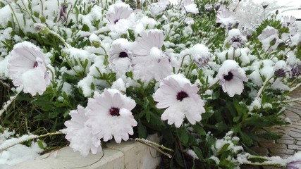 fiori d'inverno - neve © Alfons Photographer