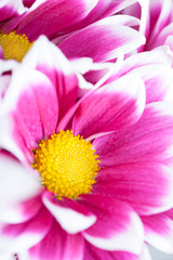 Close up of colorful flowers