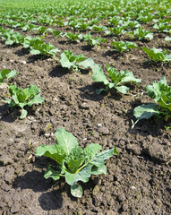 Lines of cabbage growing on under cultivation ground