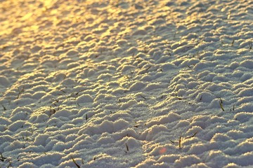 Feld mit Wintergerste im Schnee bei Abendlicht
