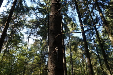 Fototapeta premium Wald
