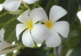Obraz na płótnie Canvas Yellow plumeria flower / Close up yellow plumeria flower.