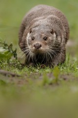 beautiful and playful river otter from Czech Republic / River otter(lutra lutra)